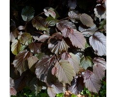 Hazelaar - Corylus maxima 'Purpurea'