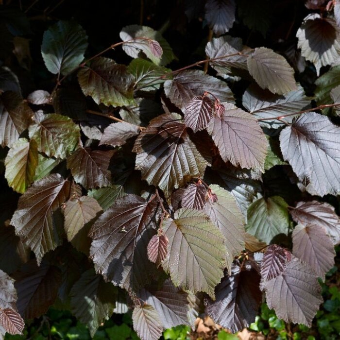 Hazelaar (Corylus maxima 'Purpurea')