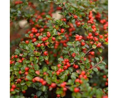 Dwergmispel - Cotoneaster procumbens 'Streib's Findling'