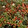 Dwergmispel (Cotoneaster procumbens 'Streib's Findling')