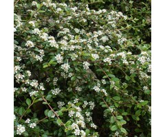 Dwergmispel - Cotoneaster radicans 'Eichholz'
