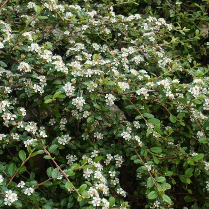 Dwergmispel (Cotoneaster radicans 'Eichholz')