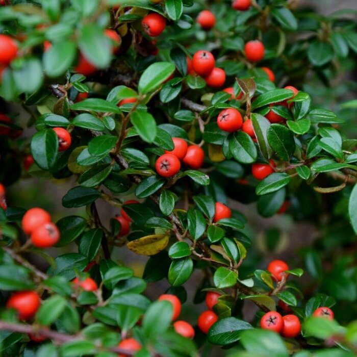 Dwergmispel (Cotoneaster radicans 'Eichholz')