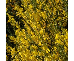 Brem - Cytisus 'Luna'