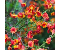 Brem - Cytisus 'Palette'