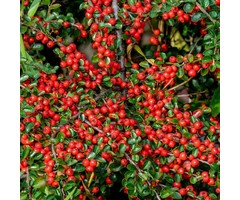 Cotoneaster dammeri 'Mooncreeper' - Dwergmispel