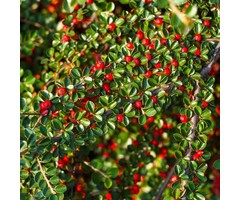 Cotoneaster suecicus 'Coral Beauty' - Dwergmispel