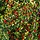 Dwergmispel (Cotoneaster suecicus 'Coral Beauty')