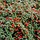 Dwergmispel (Cotoneaster procumbens 'Queen of Carpets')