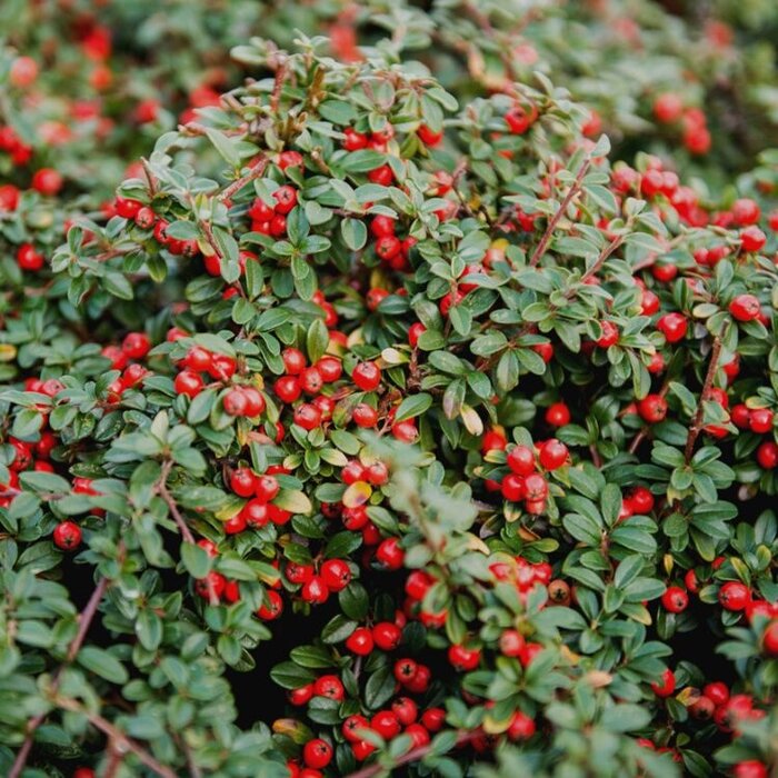 Dwergmispel (Cotoneaster procumbens 'Queen of Carpets')