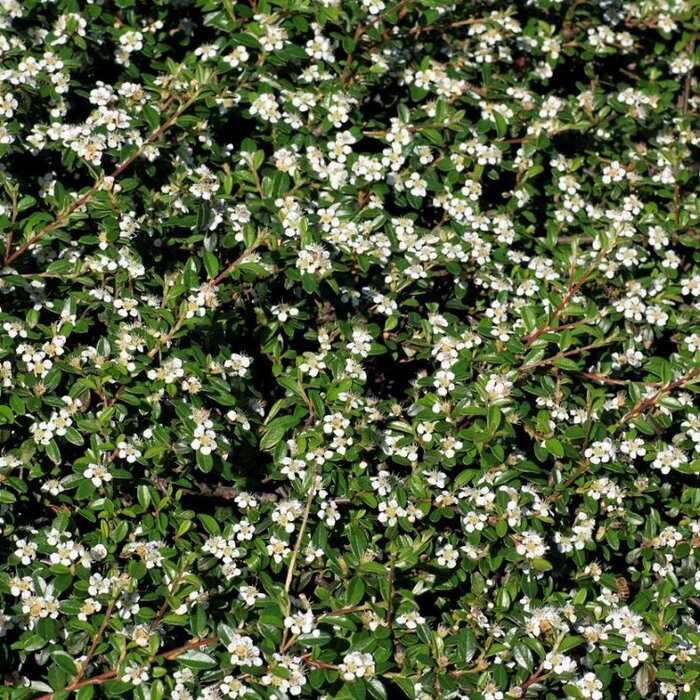 Dwergmispel (Cotoneaster procumbens 'Queen of Carpets')