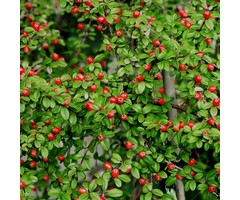 Cotoneaster dammeri - Dwergmispel