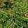 Dwergmispel (Cotoneaster dammeri)