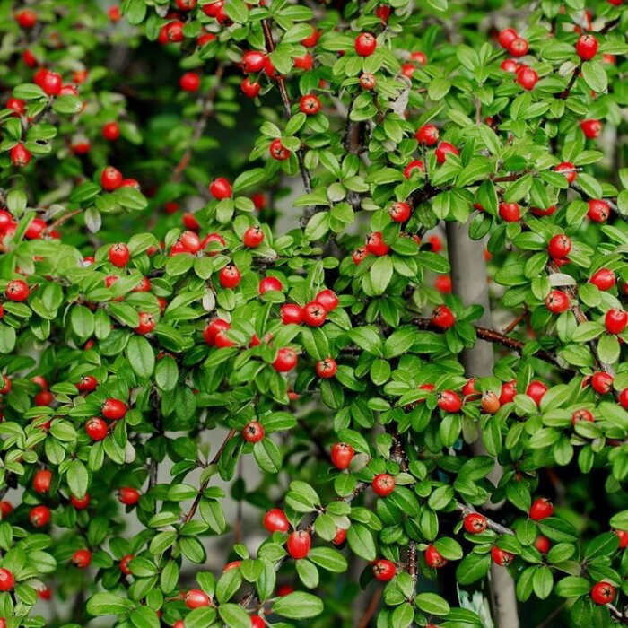 Dwergmispel (Cotoneaster dammeri)