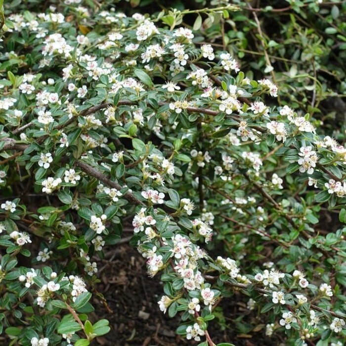 Dwergmispel (Cotoneaster dammeri)