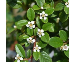 Cotoneaster dammeri 'Major' - Dwergmispel