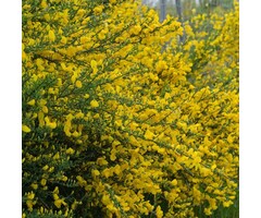Brem - Cytisus scoparius 'Vanesse'