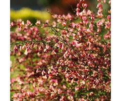 Brem - Cytisus praecox 'Zeelandia'