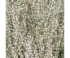 Brem - Cytisus praecox 'Albus'