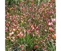 Brem - Cytisus praecox 'Hollandia'