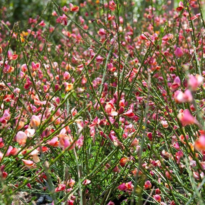 Brem (Cytisus praecox 'Hollandia')