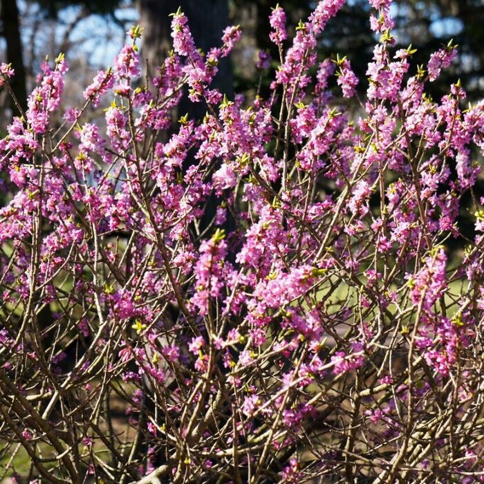 Peperboompje (Daphne mezereum 'Rubra')