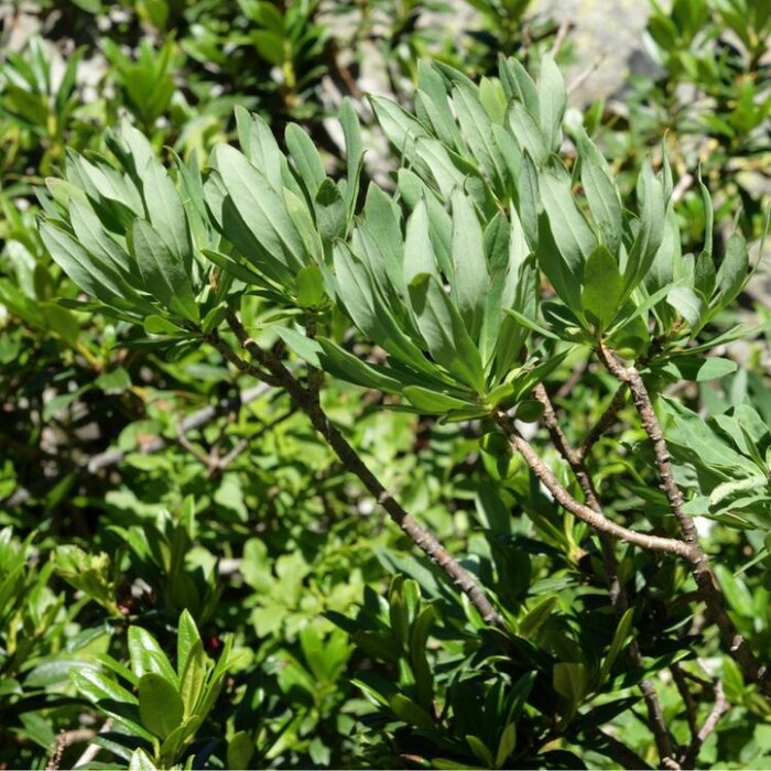 Peperboompje (Daphne mezereum 'Rubra')