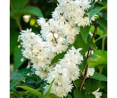 Bruidsbloem - Deutzia crenata 'Pride of Rochester'