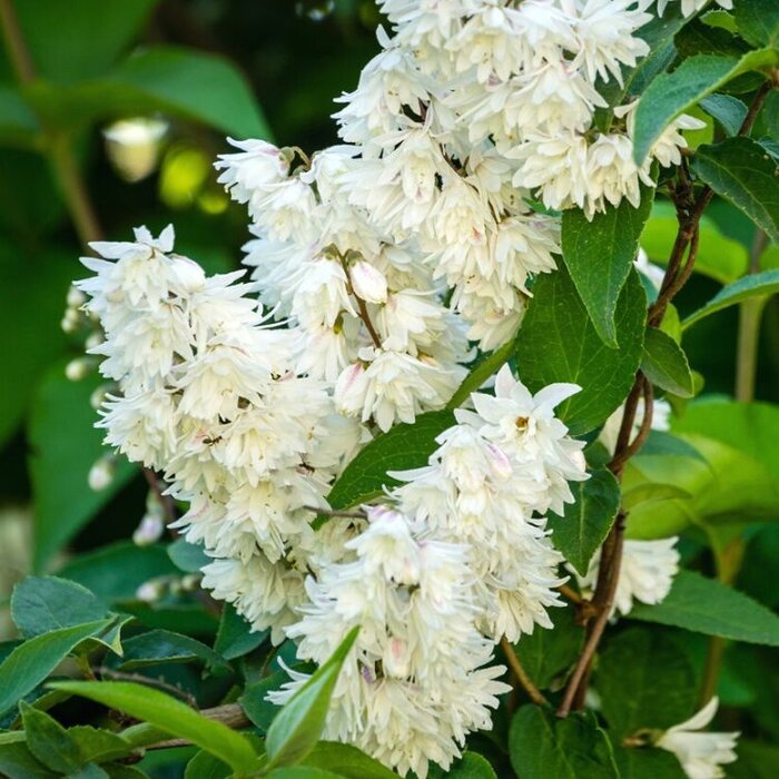 Bruidsbloem (Deutzia crenata 'Pride of Rochester')