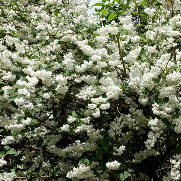 Bruidsbloem (Deutzia crenata 'Pride of Rochester')