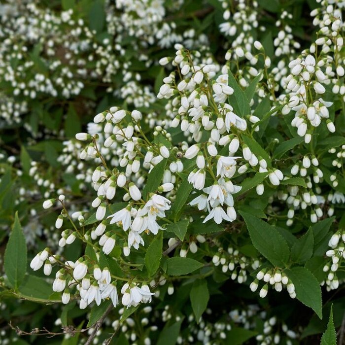 Bruidsbloem (Deutzia gracilis)