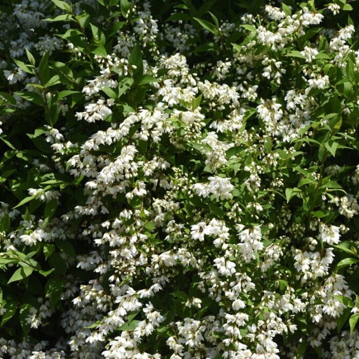 Bruidsbloem (Deutzia gracilis)