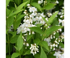 Bruidsbloem - Deutzia gracilis 'Nikko'