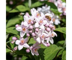 Bruidsbloem - Deutzia hybrida 'Mont Rose'