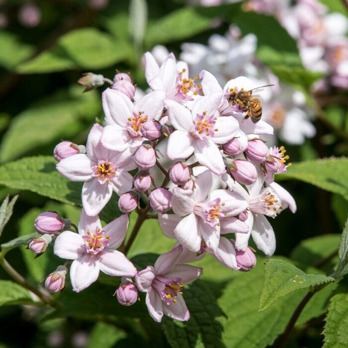 Bruidsbloem (Deutzia hybrida 'Mont Rose')