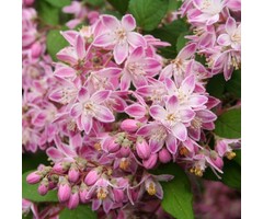 Bruidsbloem - Deutzia hybrida 'Strawberry Fields'