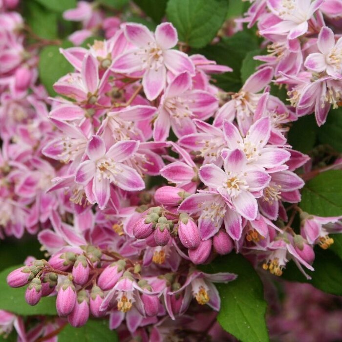 Bruidsbloem (Deutzia hybrida 'Strawberry Fields')