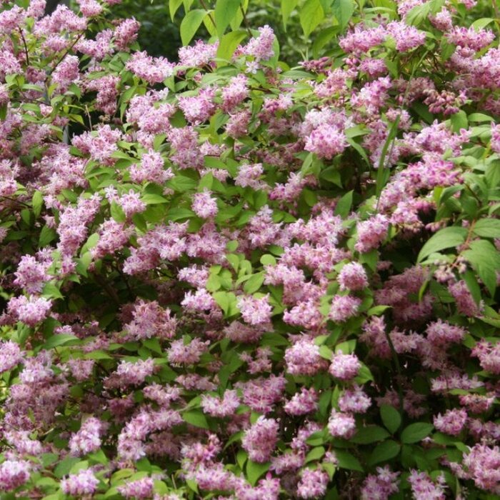 Bruidsbloem (Deutzia hybrida 'Strawberry Fields')