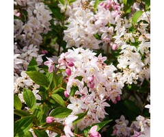 Bruidsbloem - Deutzia purpurascens 'Kalmiiflora'