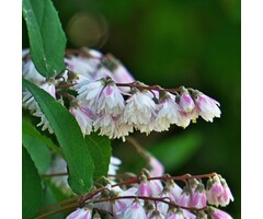 Bruidsbloem - Deutzia scabra 'Plena'
