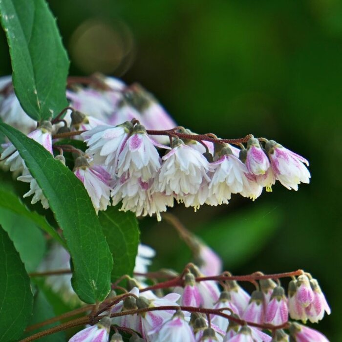 Bruidsbloem (Deutzia scabra 'Plena')