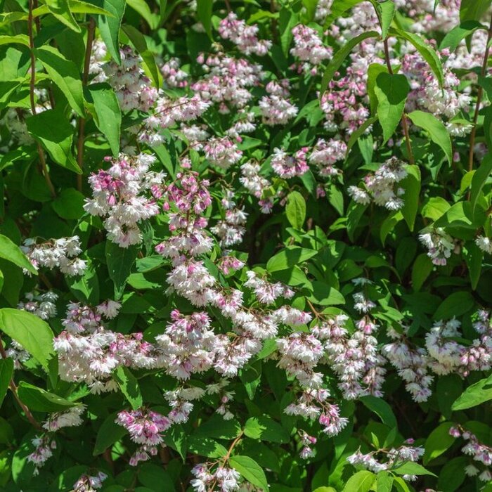 Bruidsbloem (Deutzia scabra 'Plena')