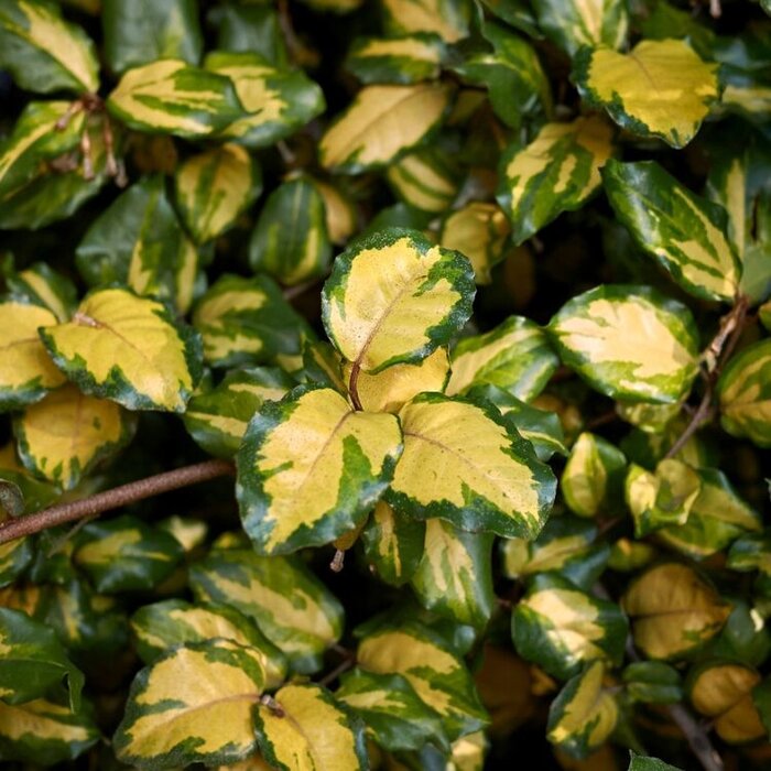 Olijfwilg (Elaeagnus pungens 'Maculata')