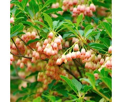 Pronkklokje - Enkianthus campanulatus