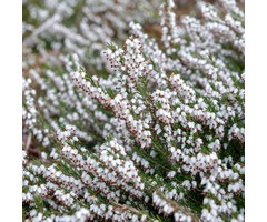 Winterheide - Erica darleyensis wit