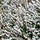 Winterheide (Erica darleyensis wit)