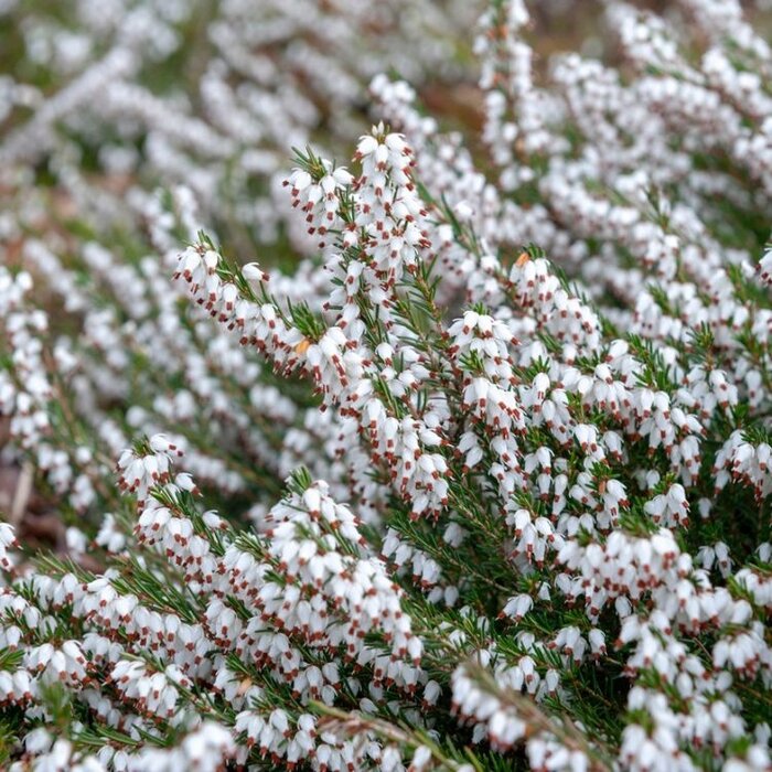 Winterheide (Erica darleyensis wit)