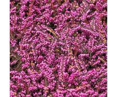 Winterheide - Erica darleyensis rood