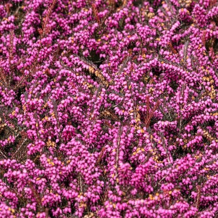 Winterheide (Erica darleyensis rood)
