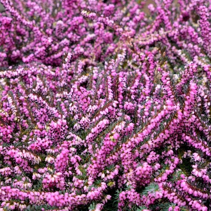 Winterheide (Erica darleyensis roze)